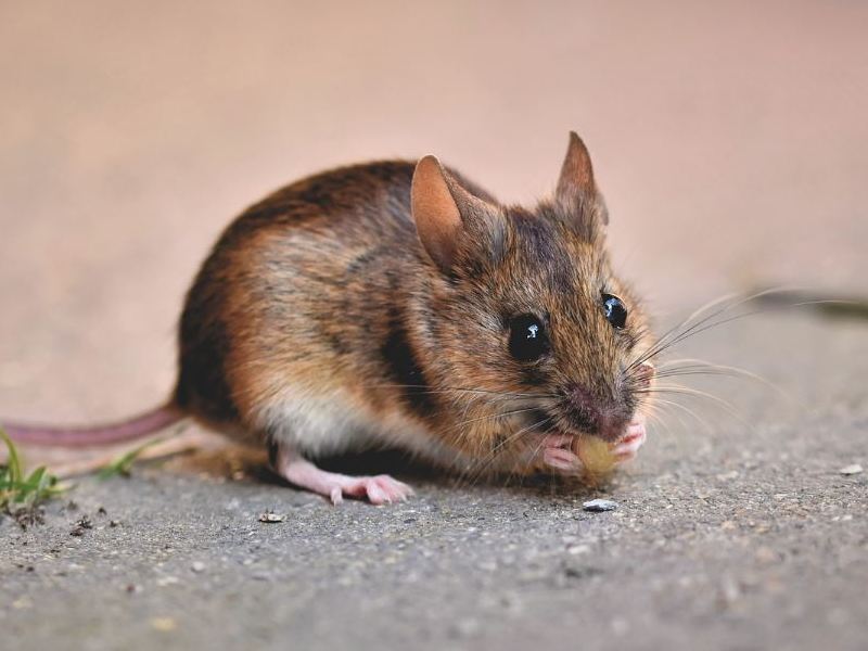 Hama Tikus